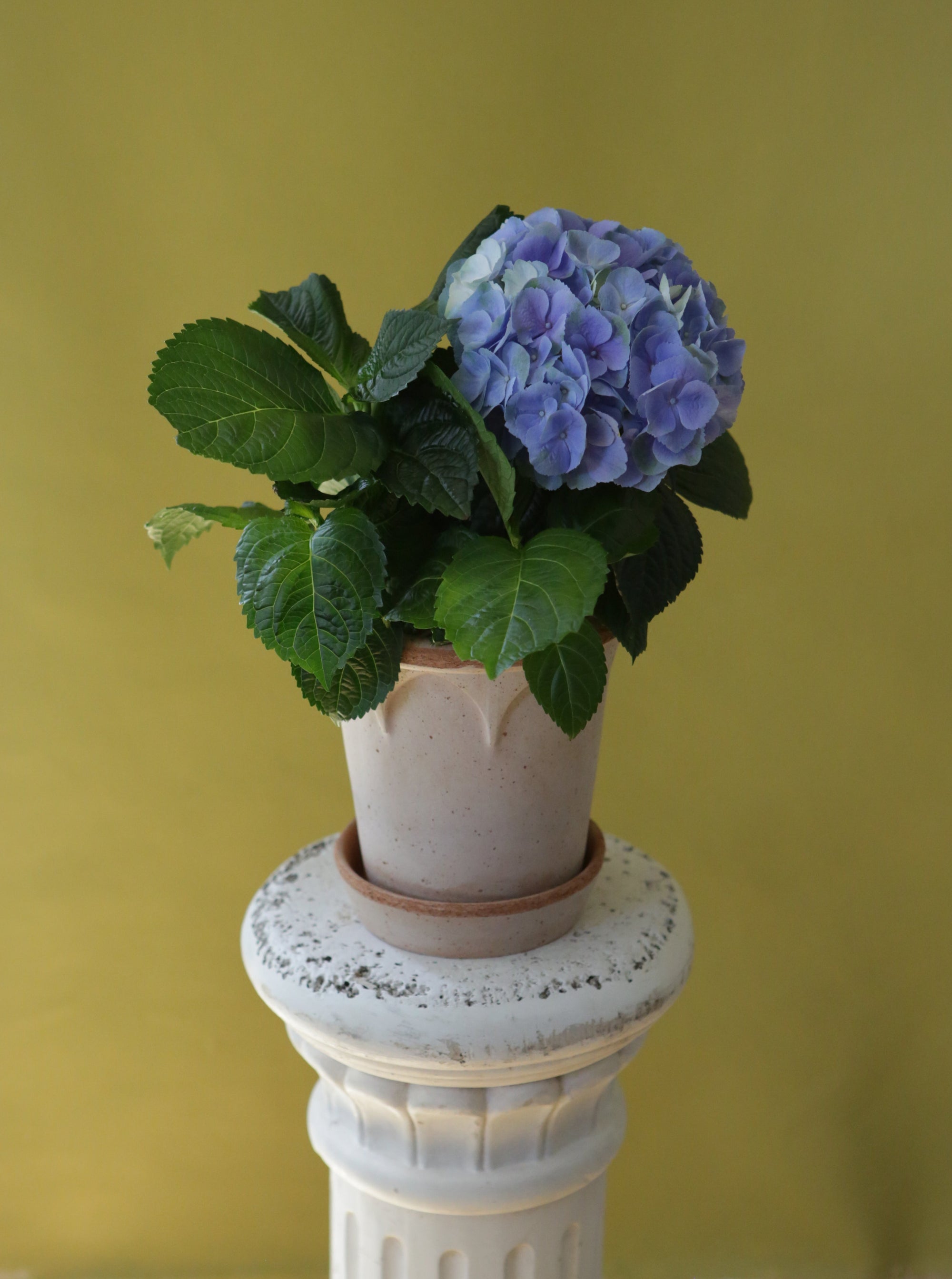 Classical Hydrangea