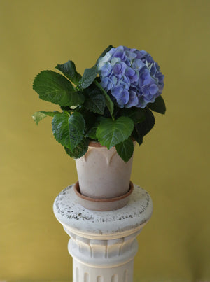 Classical Hydrangea