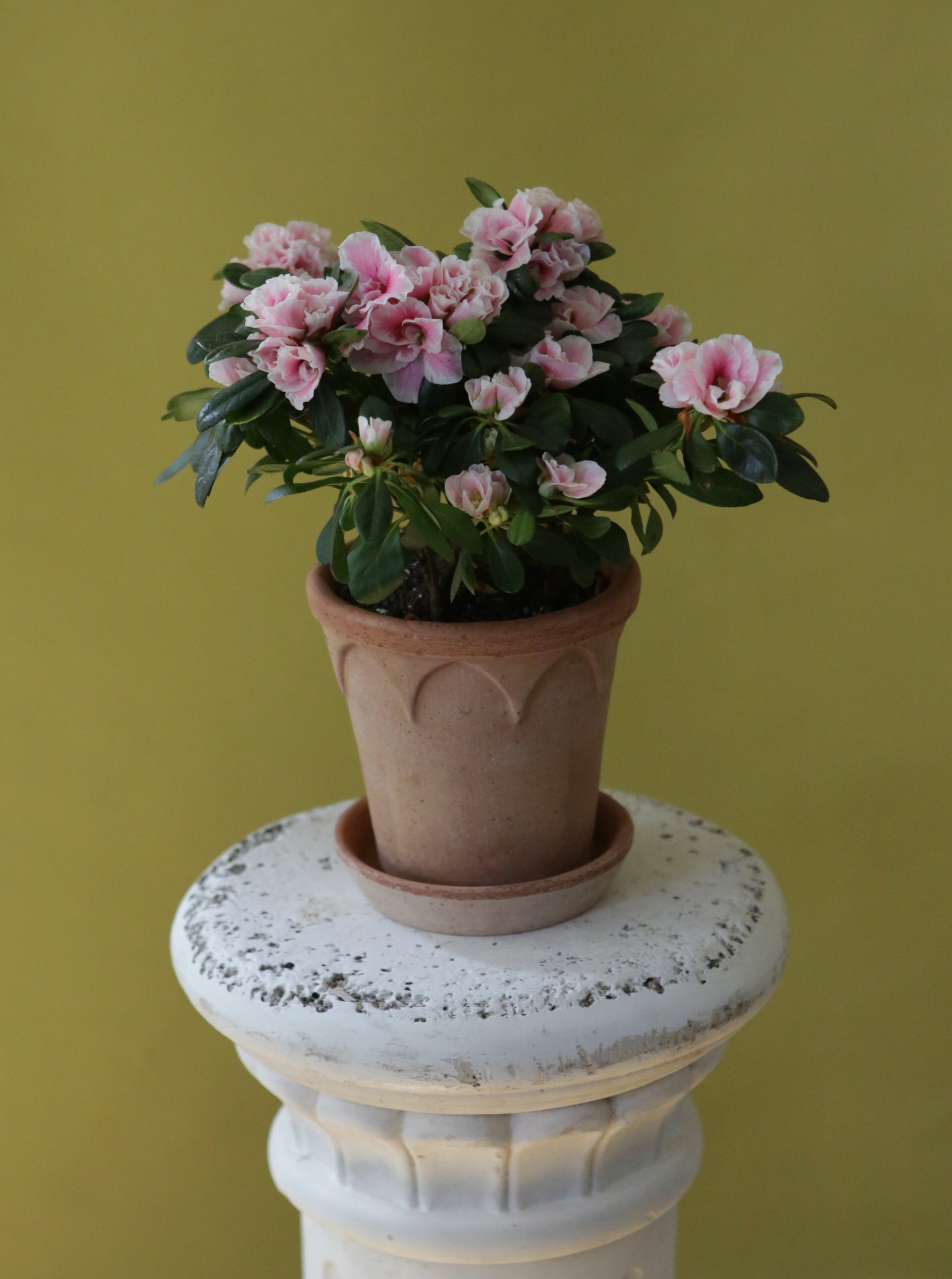 Vintage Azalea