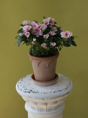 Vintage Azalea