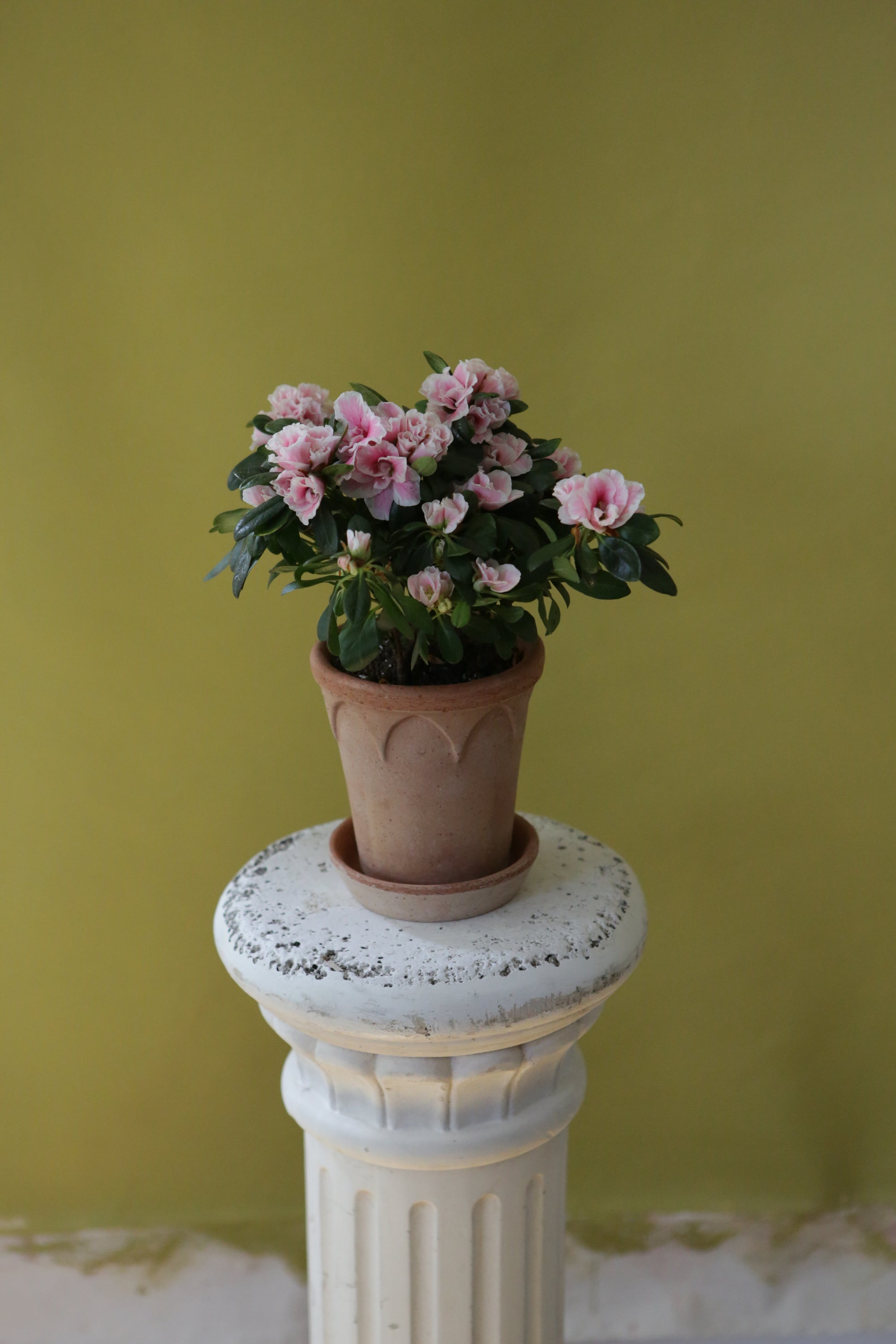 Vintage Azalea