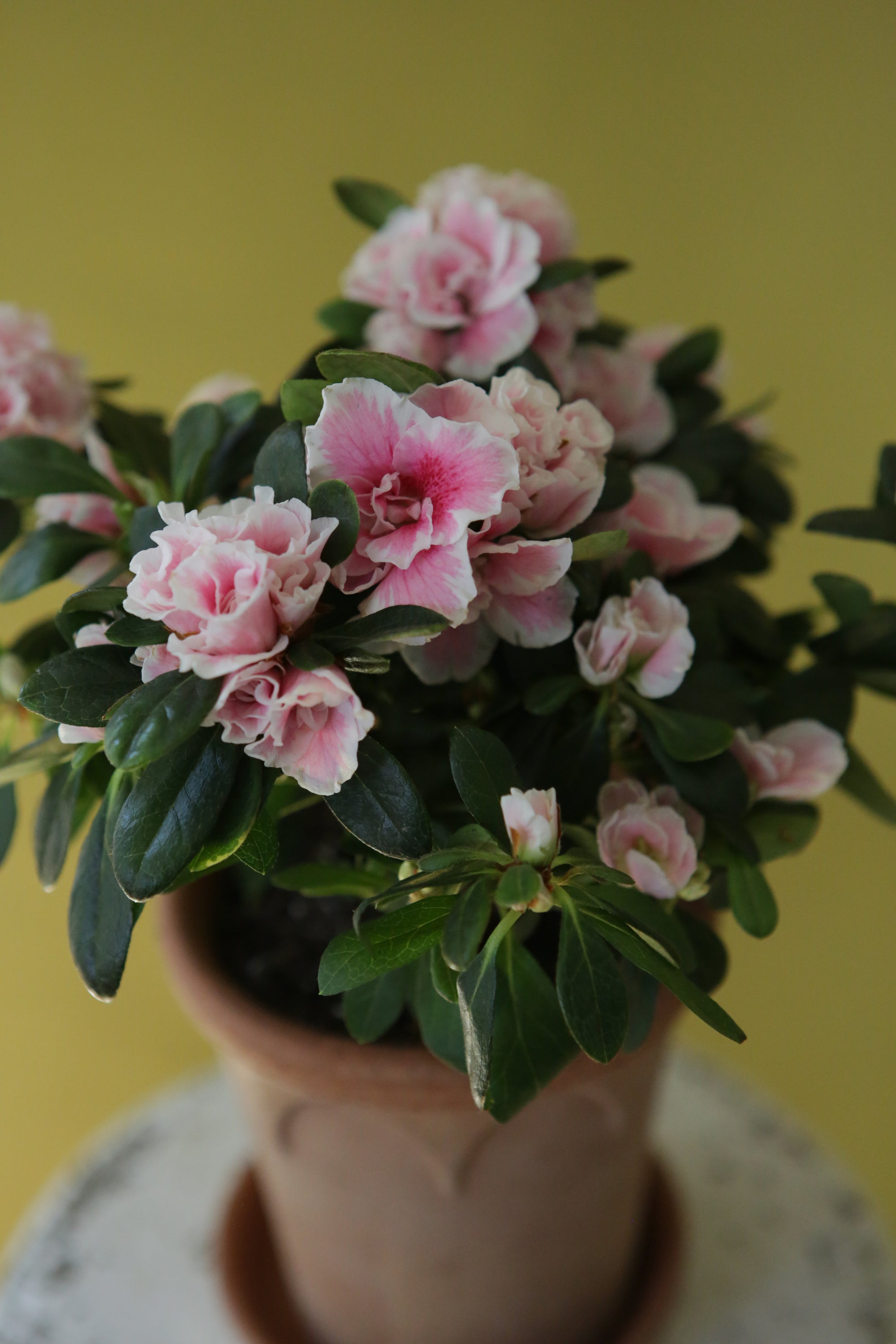 Vintage Azalea
