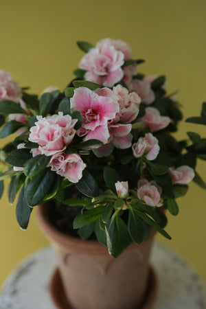 Vintage Azalea