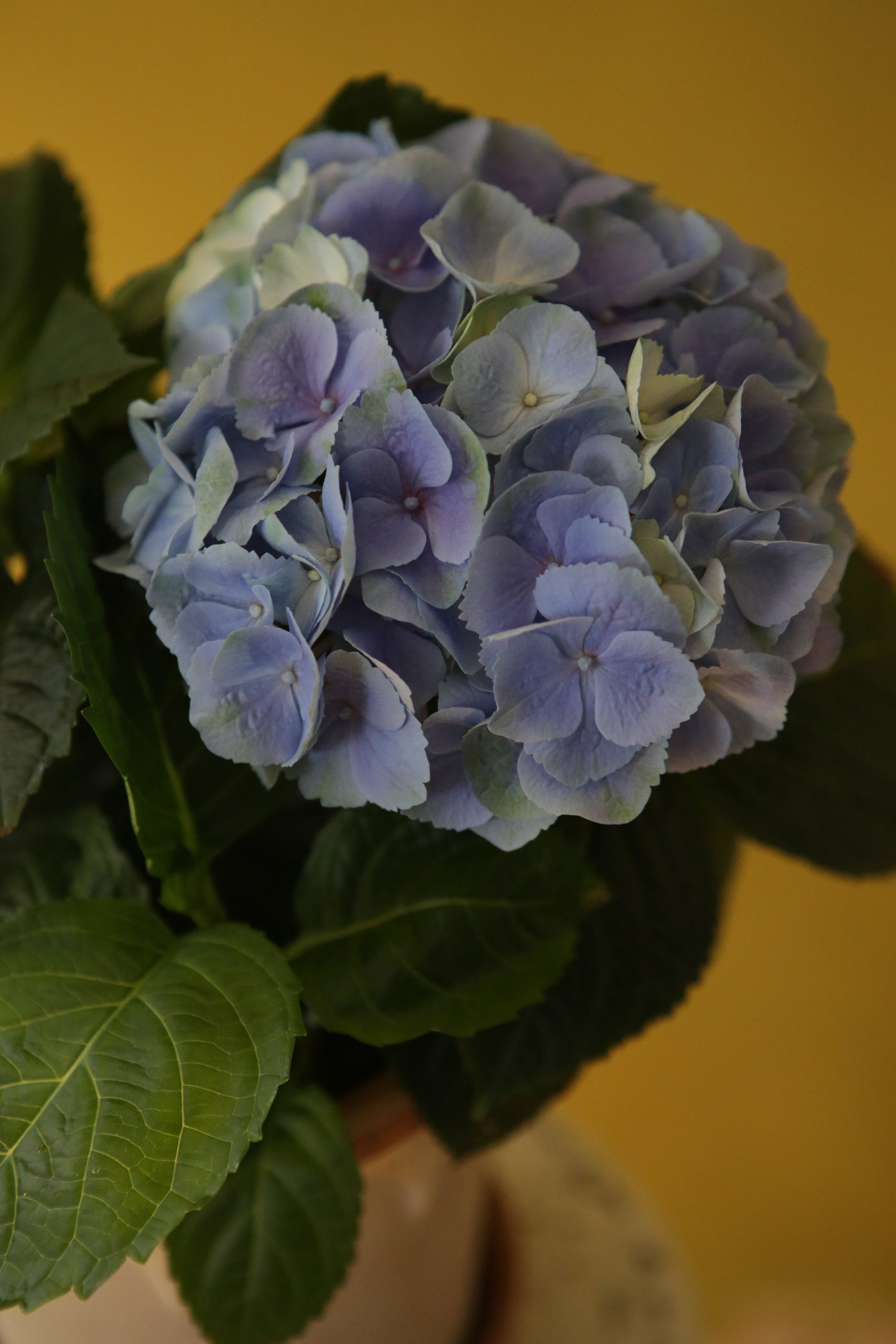 Classical Hydrangea