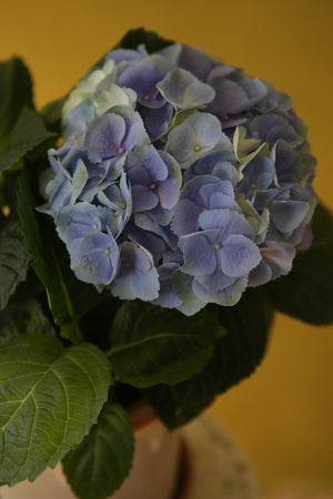 Classical Hydrangea
