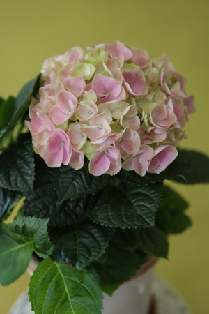 Classical Hydrangea