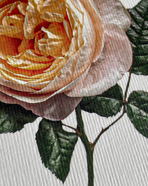 Soft Peach Rose Card