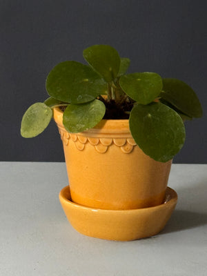 Petite Pilea