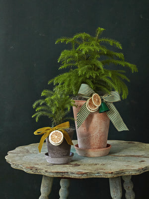 Bergs Potted Pine, 3in