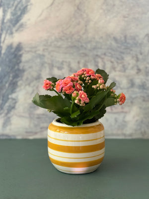 Striped Calandiva