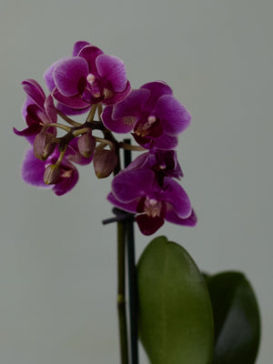 Mini Orchid