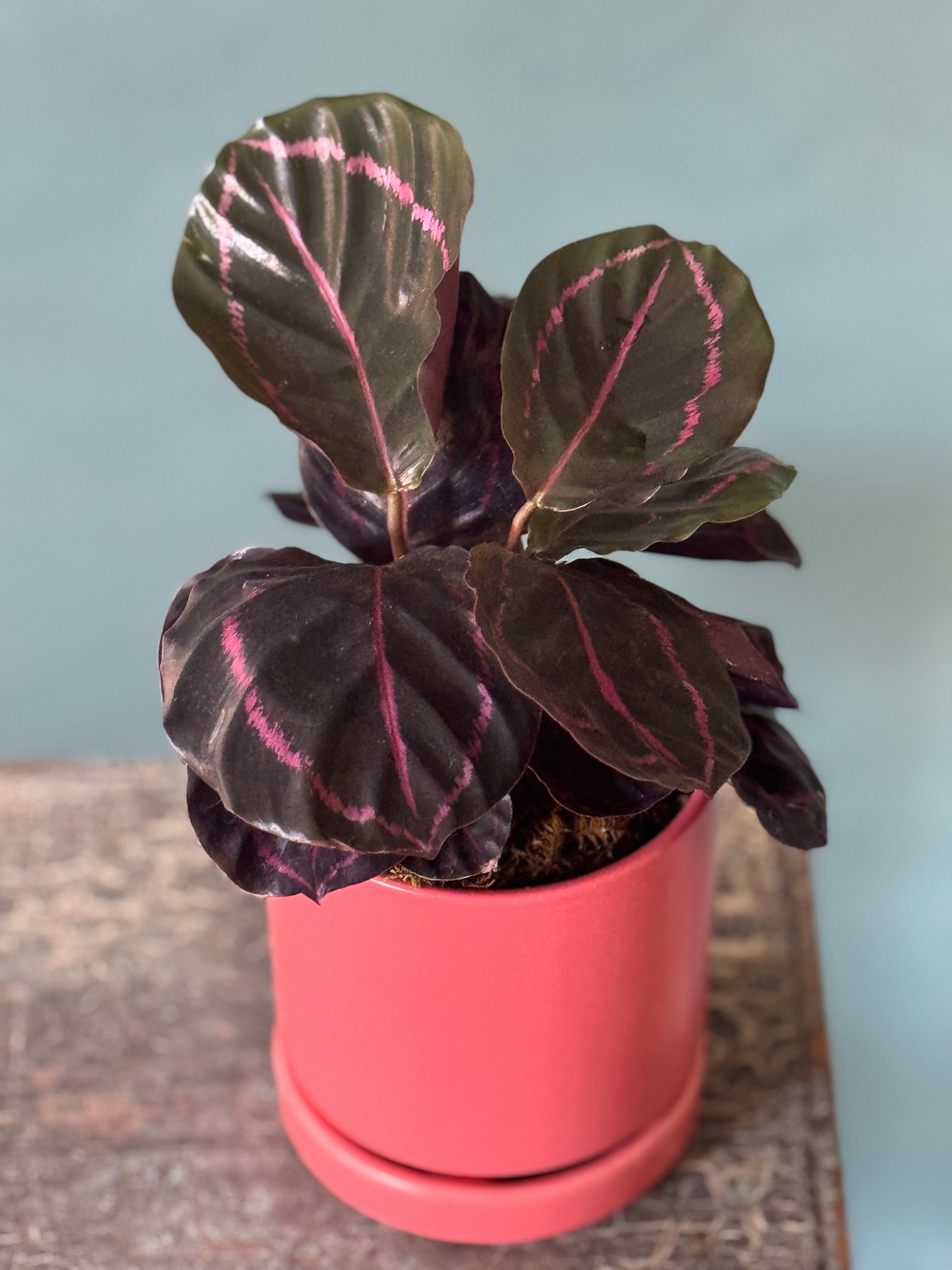 Melon Calathea