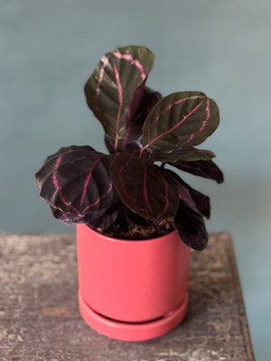 Melon Calathea