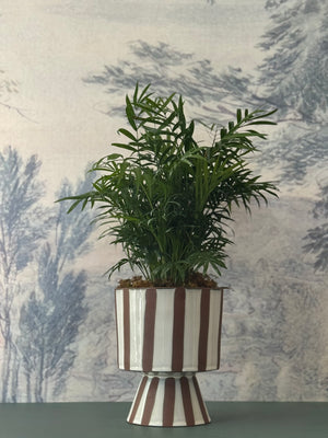 Striped Palm