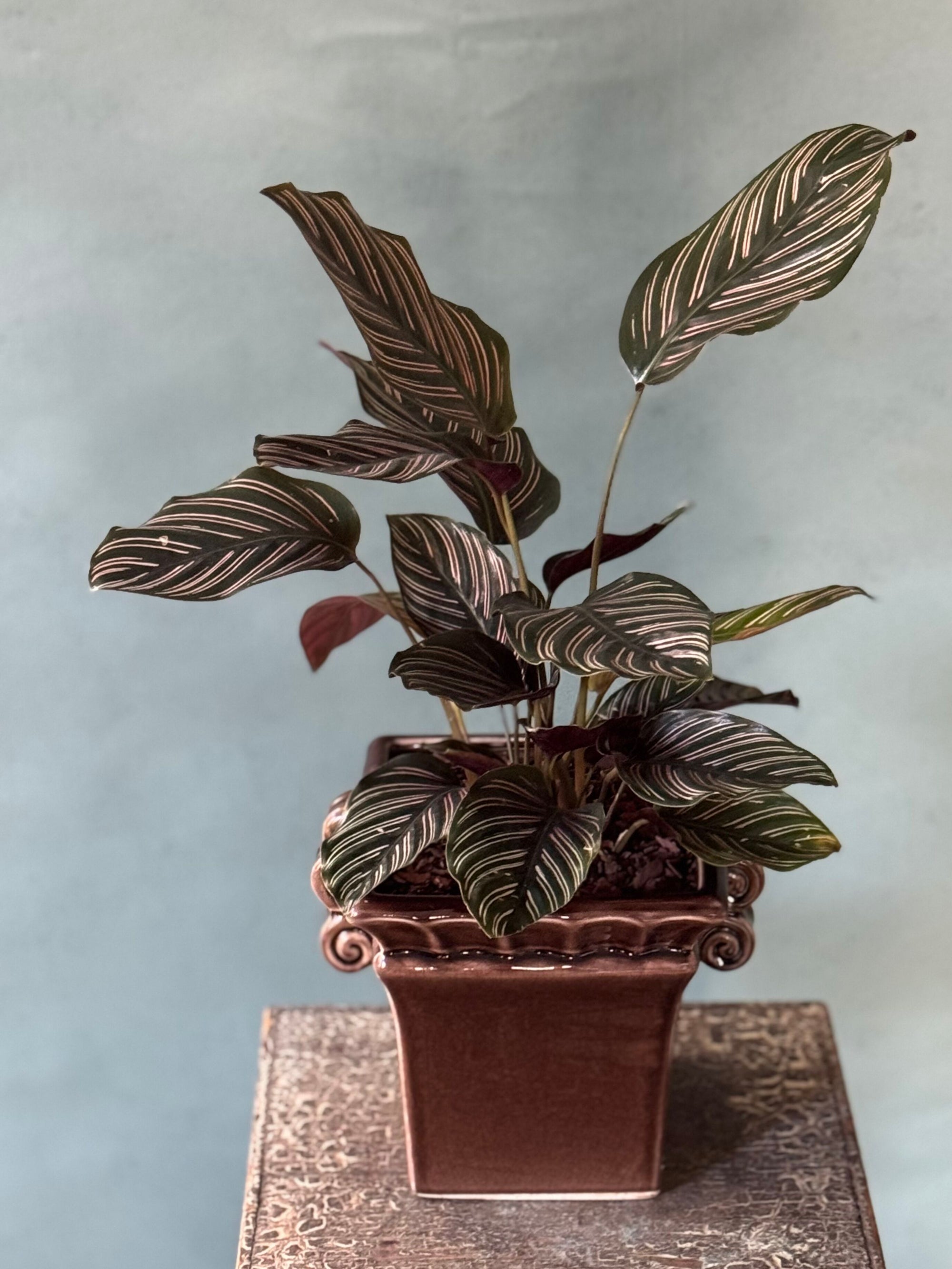 Plum Pinstripe Calathea