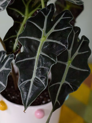 Dotty Alocasia