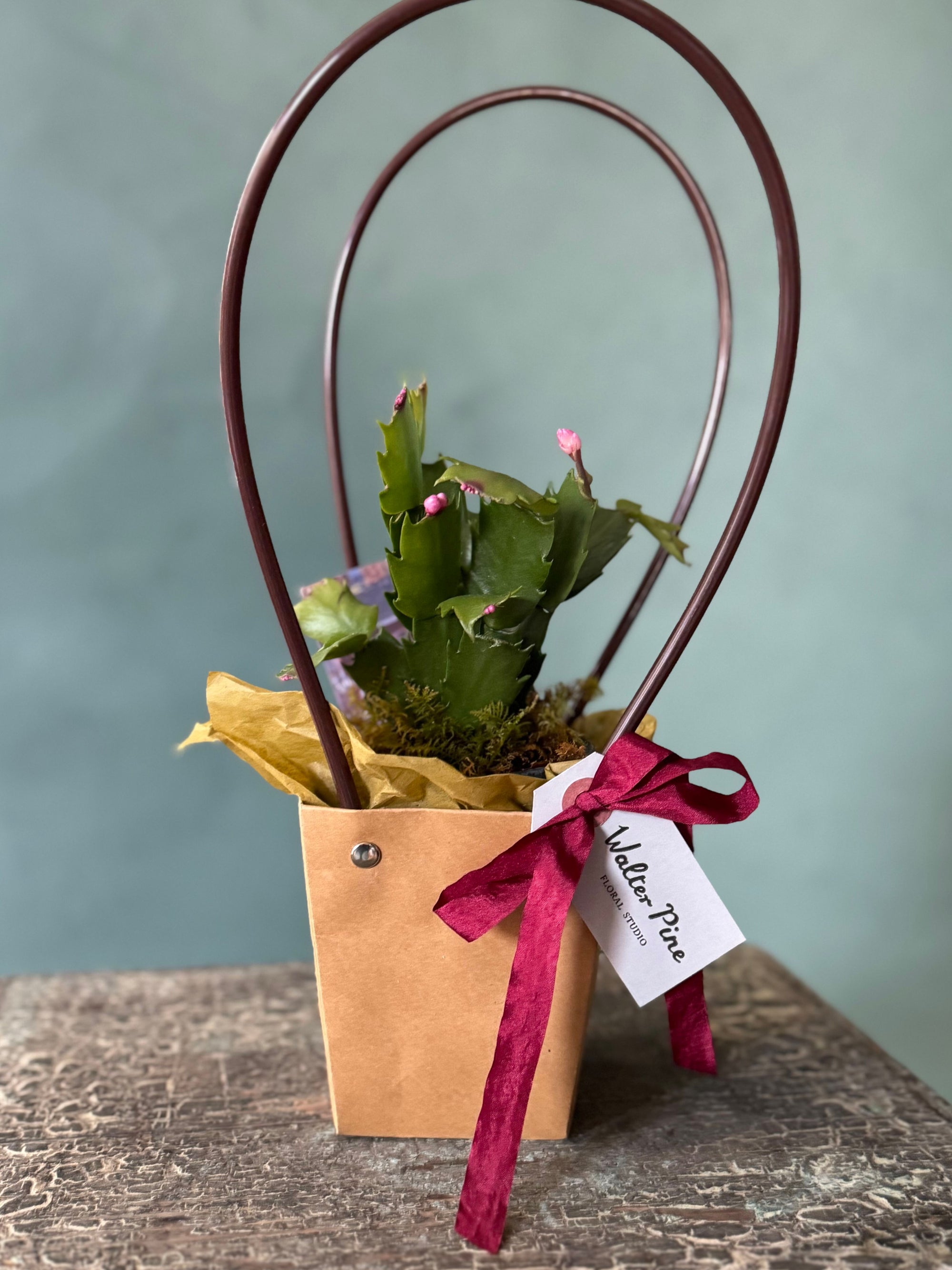 Little Rider Christmas Cactus