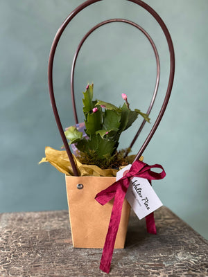 Little Rider Christmas Cactus