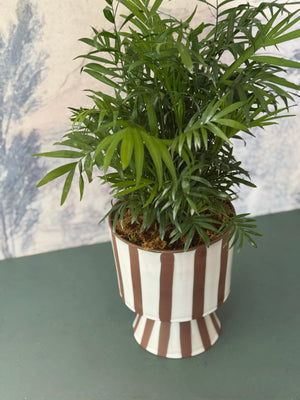 Striped Palm