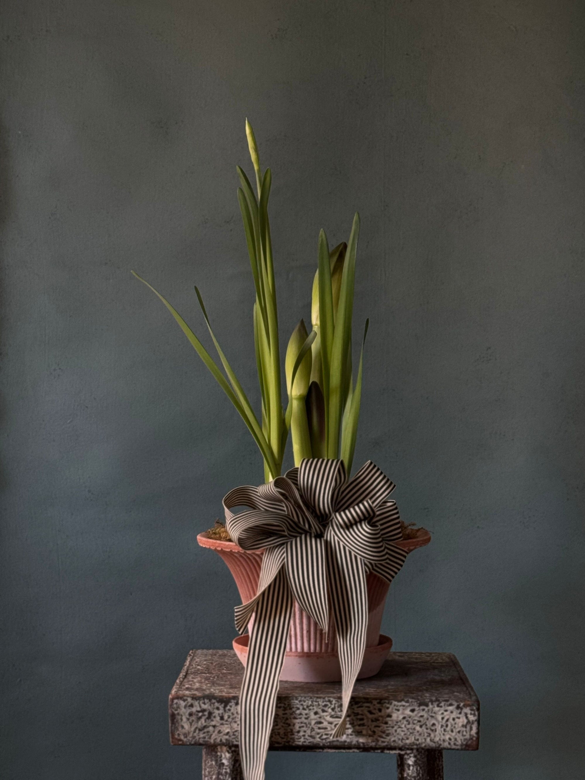 Noel Botanica Bulb Garden