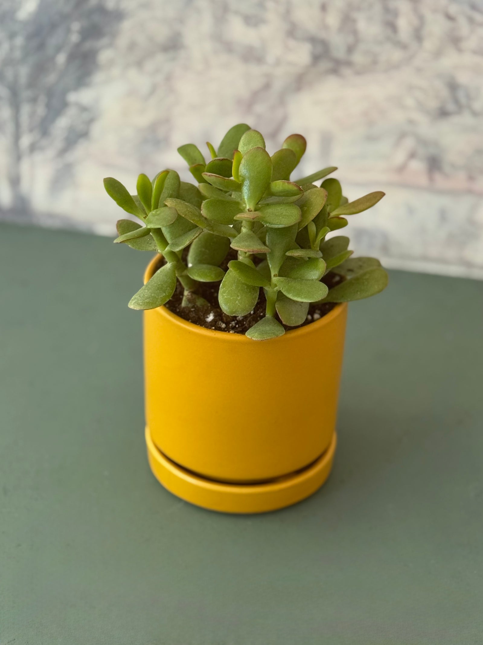 Golden Jade