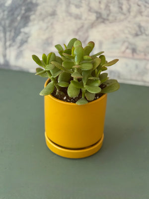 Golden Jade