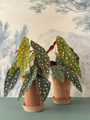 Dotty Begonia