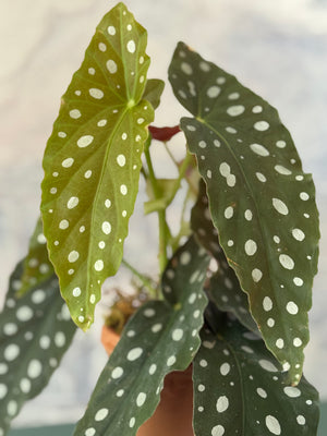 Dotty Begonia