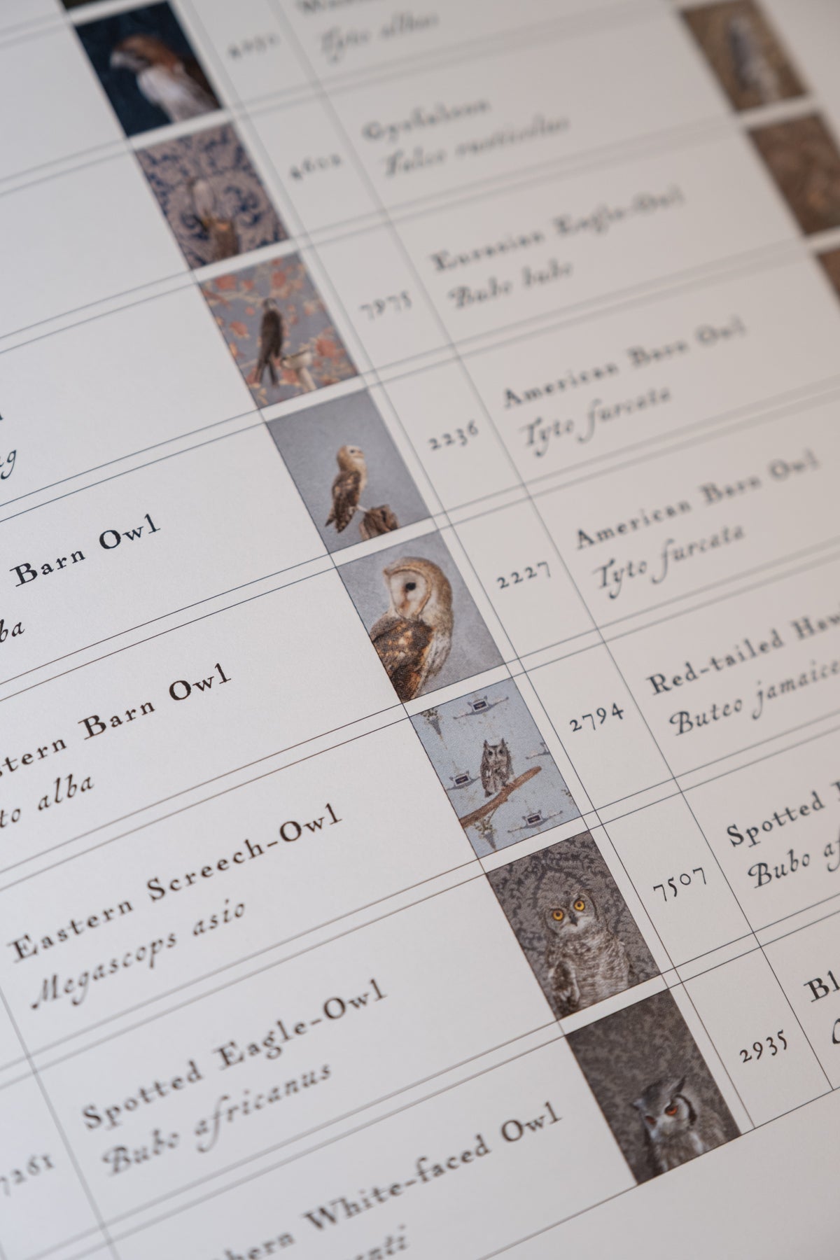 Birds of a Feather Book