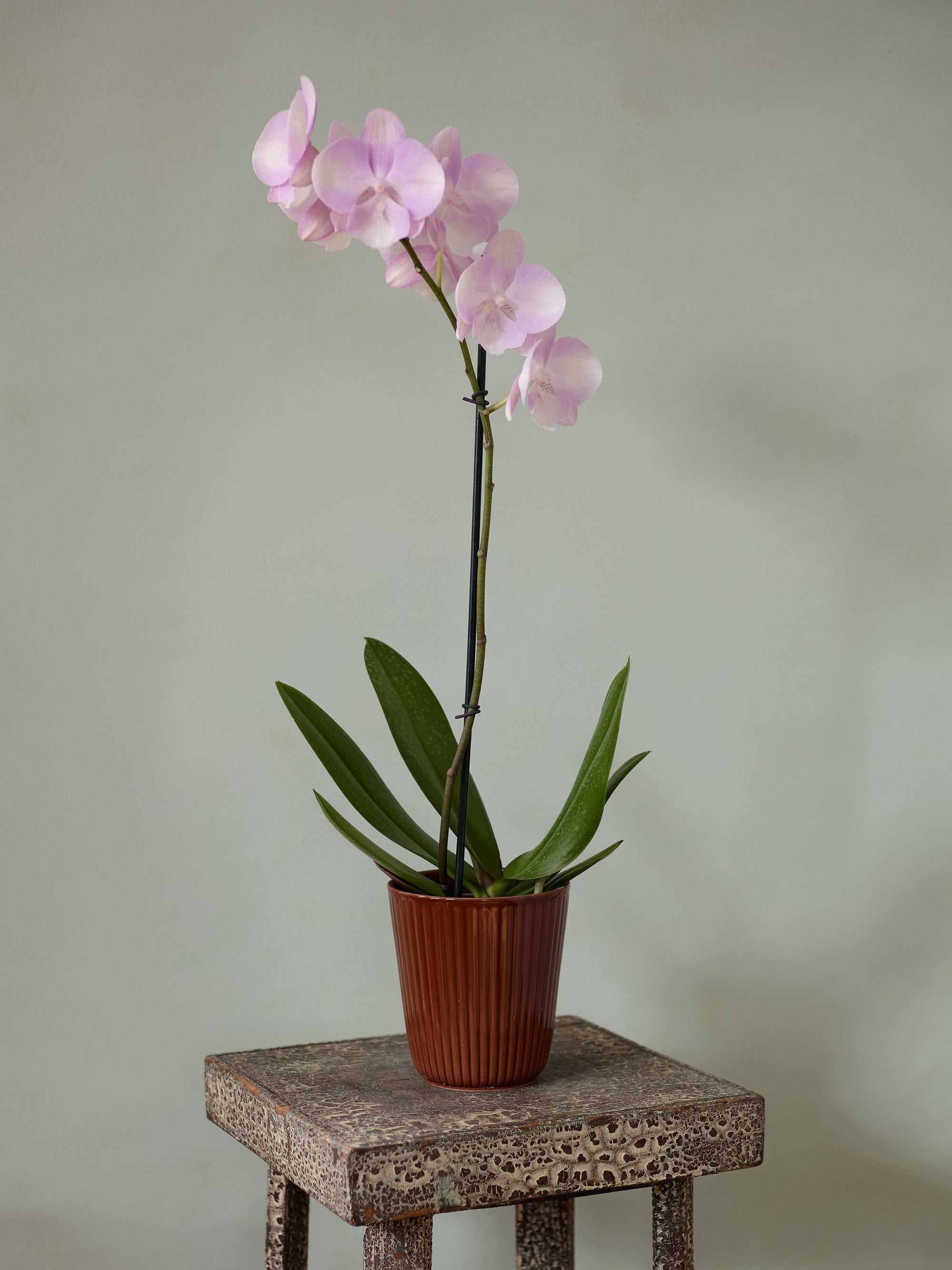 Moth Orchid