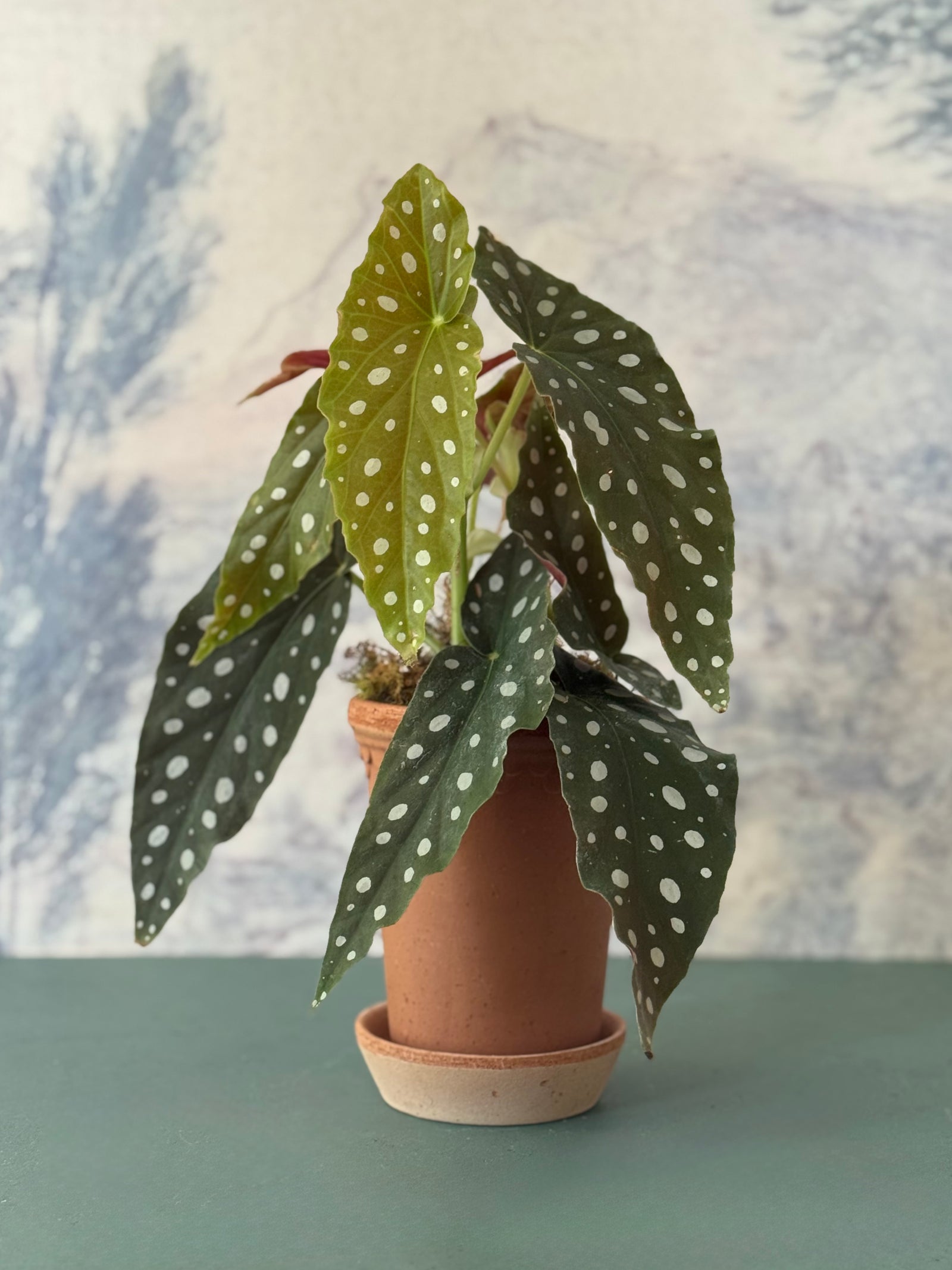 Dotty Begonia