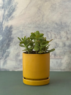 Golden Jade
