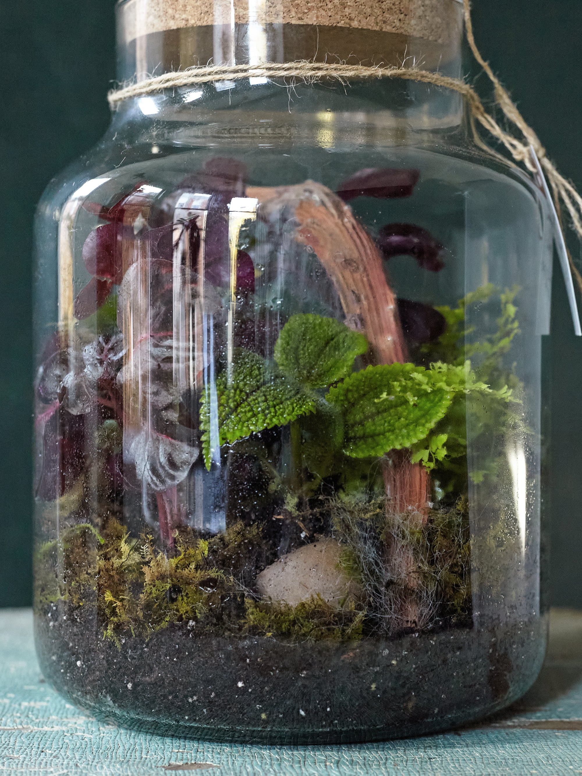 Forest Floor Terrariums