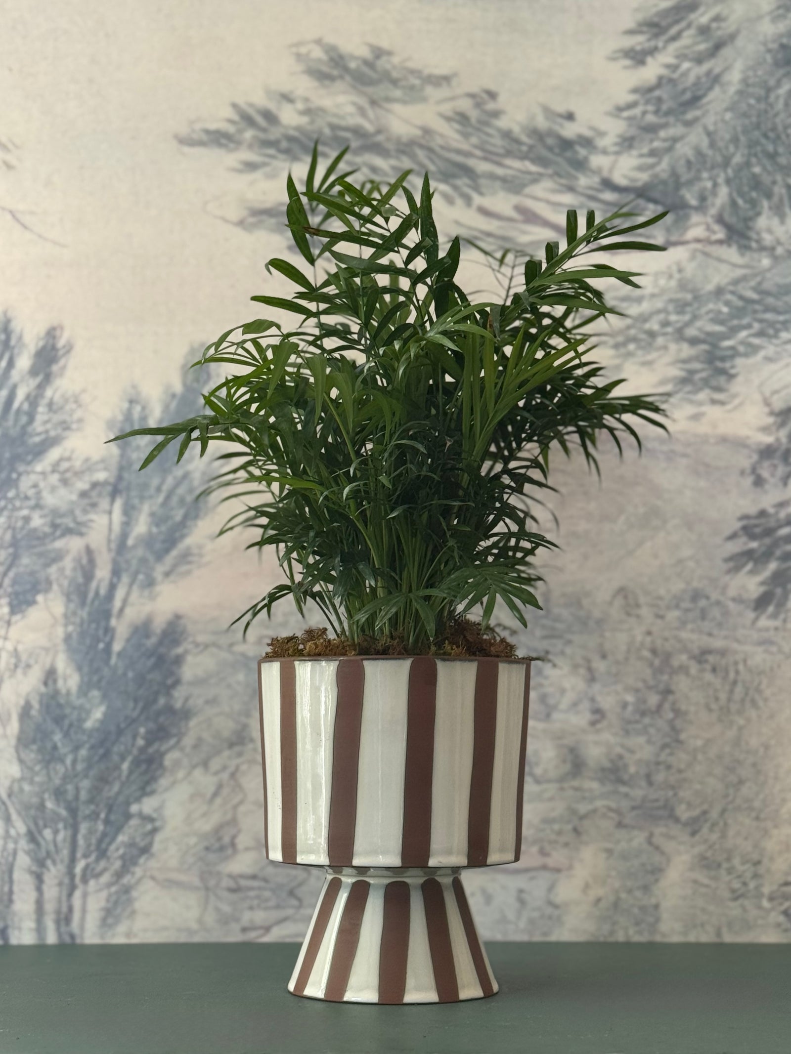 Striped Palm