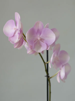 Moth Orchid