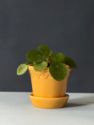 Petite Pilea
