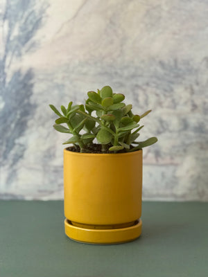 Golden Jade