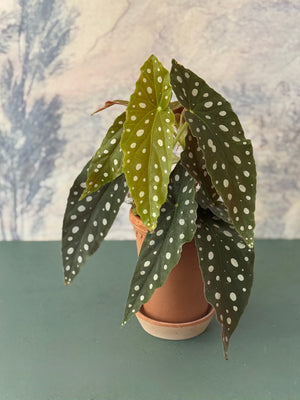 Dotty Begonia