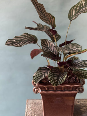 Plum Pinstripe Calathea