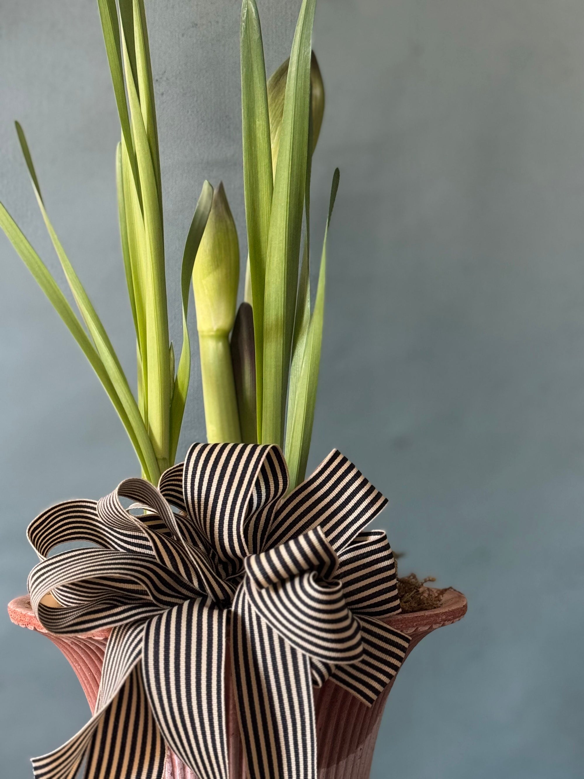 Noel Botanica Bulb Garden