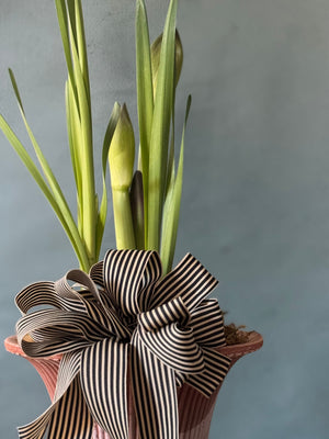 Noel Botanica Bulb Garden