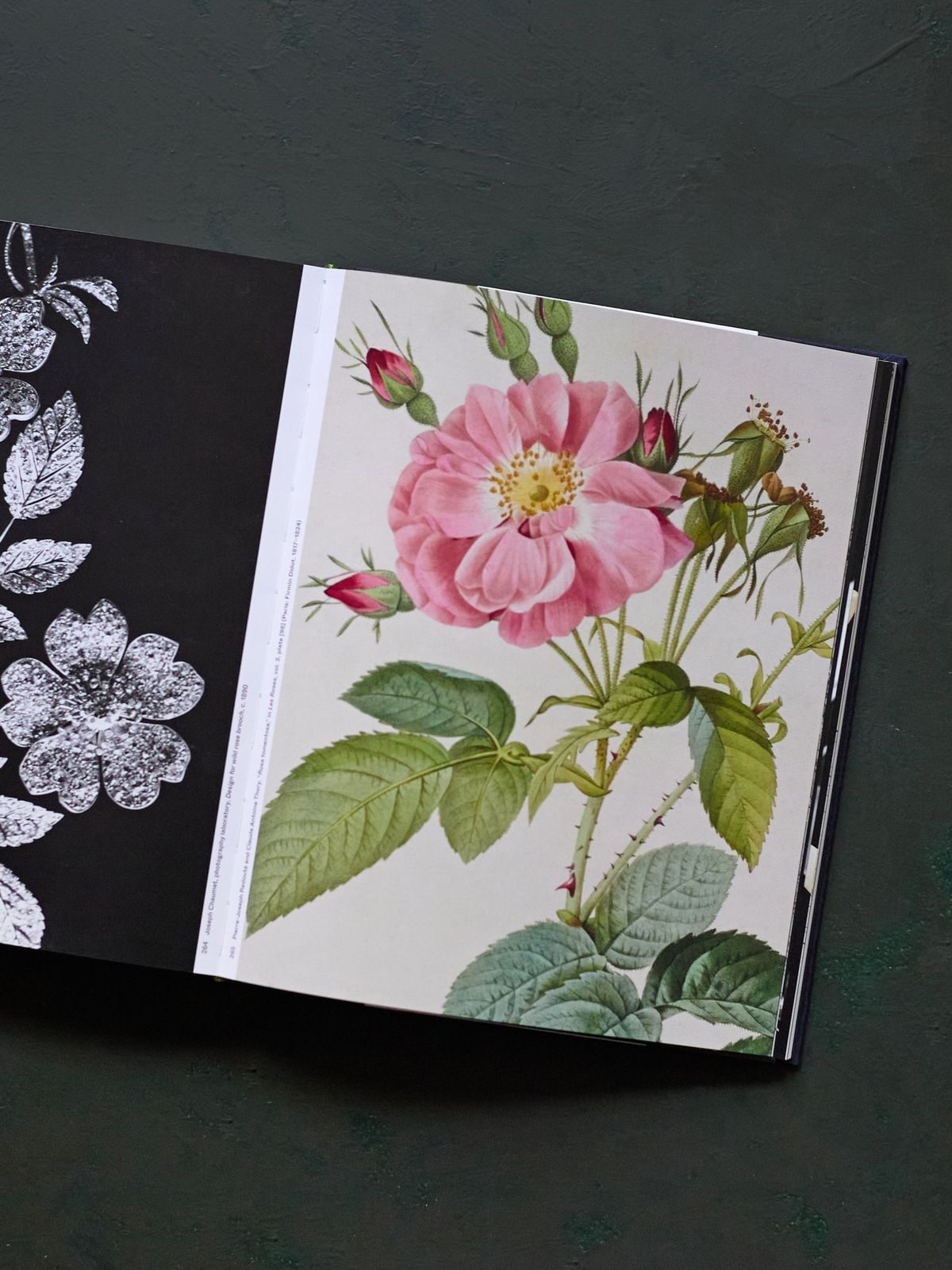 Botanical: Observing Beauty