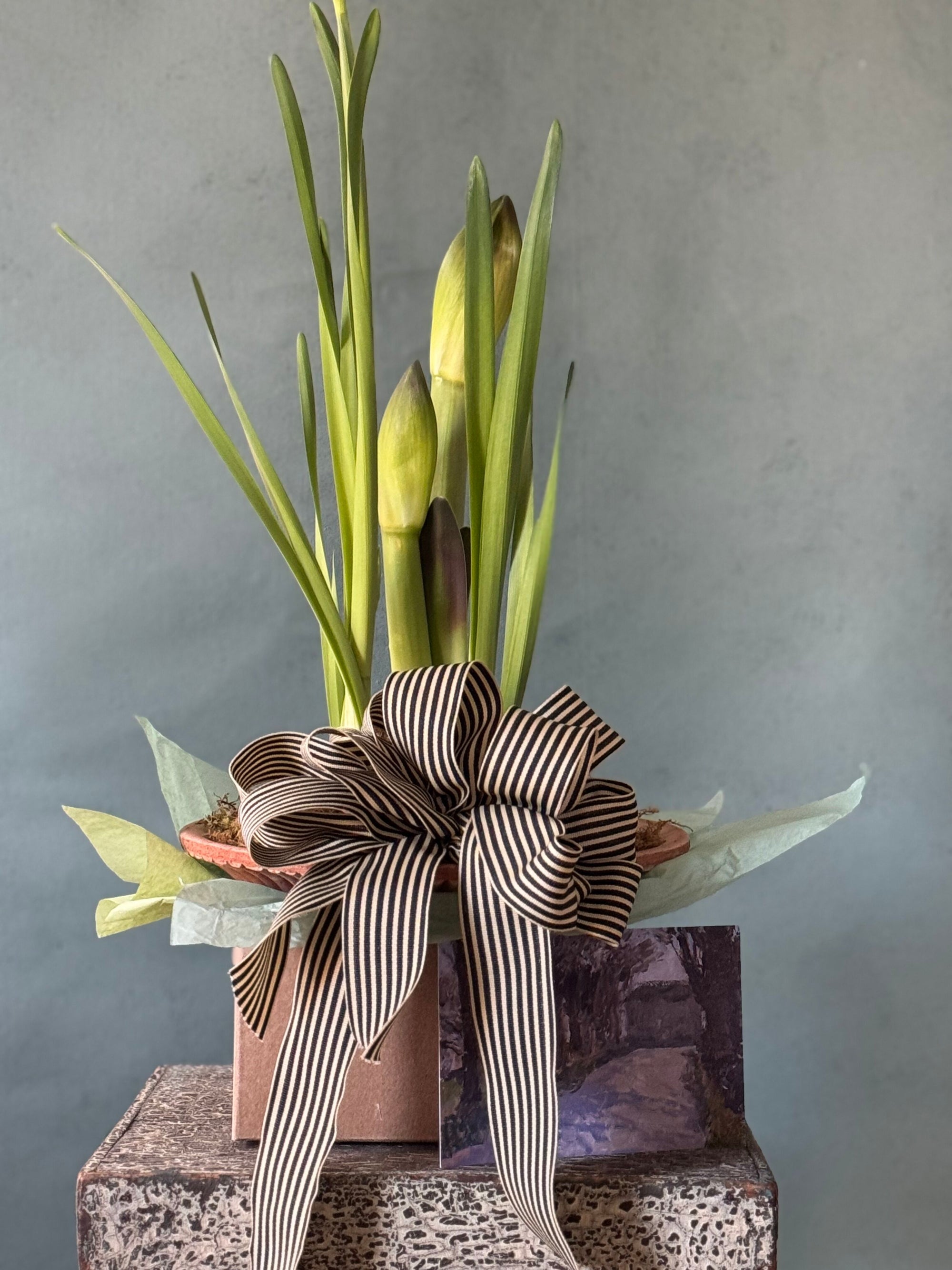 Noel Botanica Bulb Garden