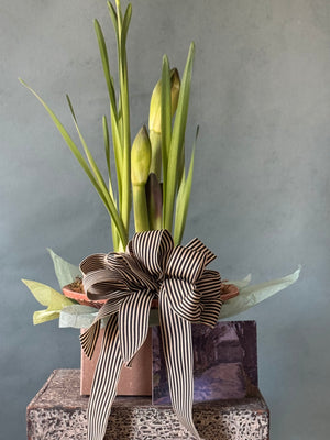 Noel Botanica Bulb Garden