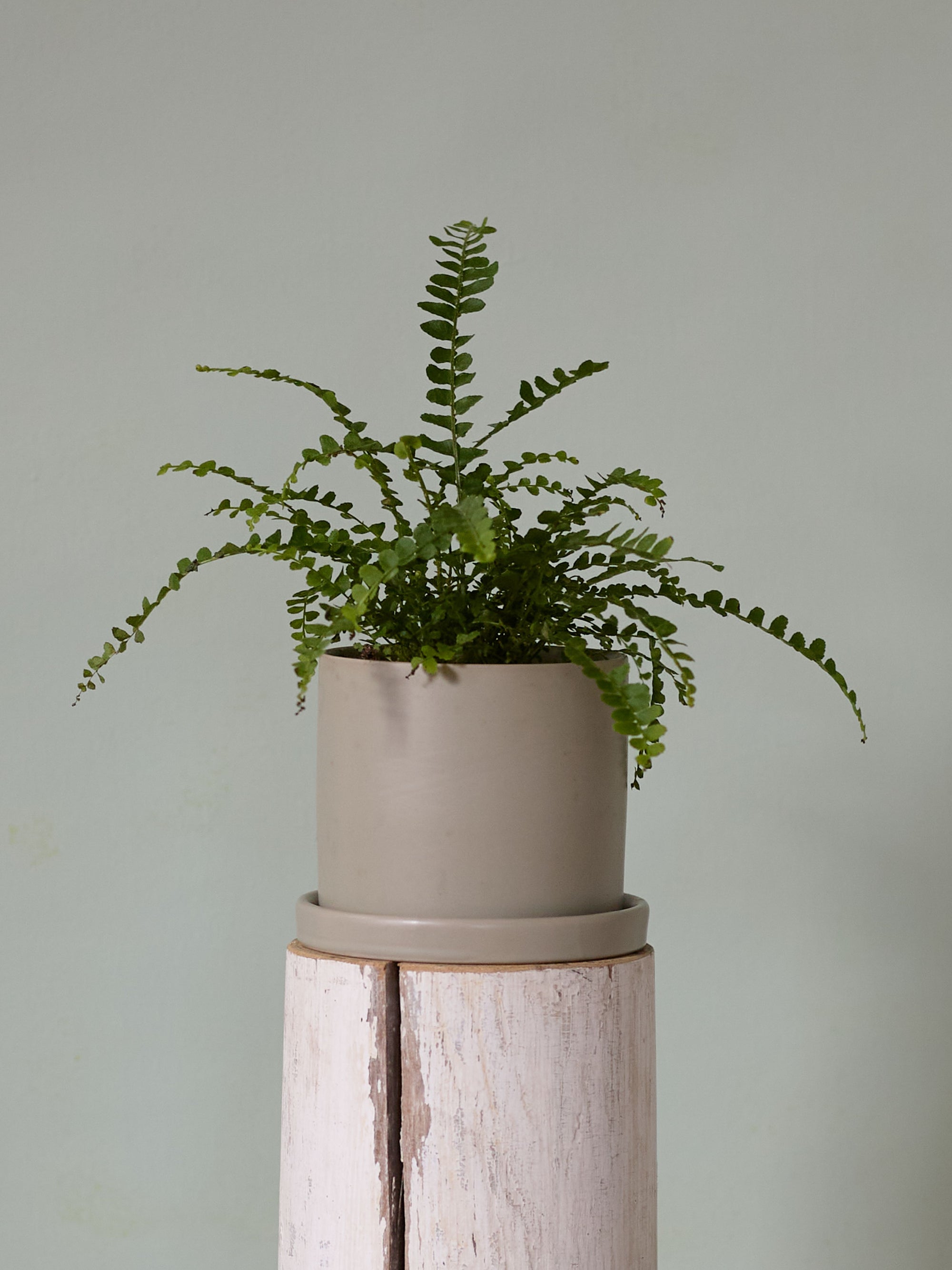 Sage Button Fern