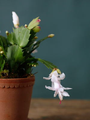 Classic Christmas Cactus