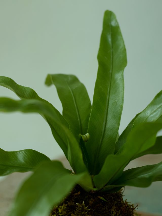 Kokedama Fern, 4in