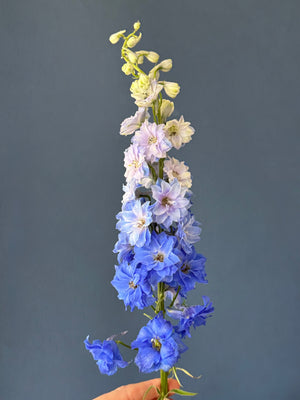 Diana Vase