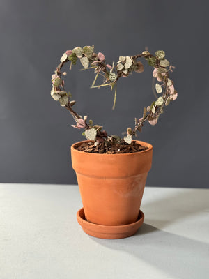 Variegated String of Hearts Topiary