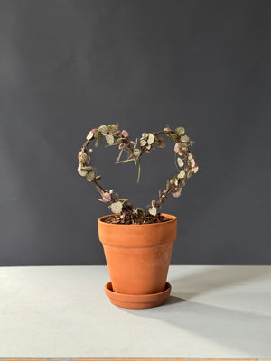 Variegated String of Hearts Topiary